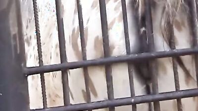 Dog sex porn: part zoo porn