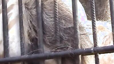 Dog sex porn: part zoo porn