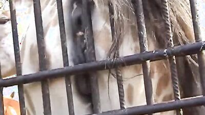 Dog sex porn: part zoo porn