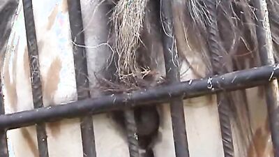 Dog sex porn: part zoo porn