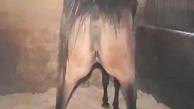 Bestiality xxx: anal bestiality videos