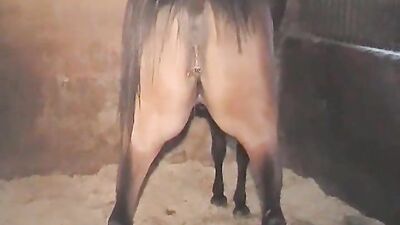 Bestiality xxx: anal bestiality videos
