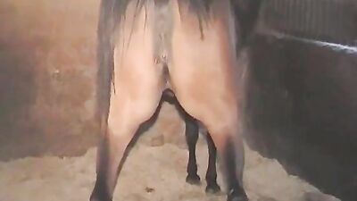 Bestiality xxx: anal bestiality videos