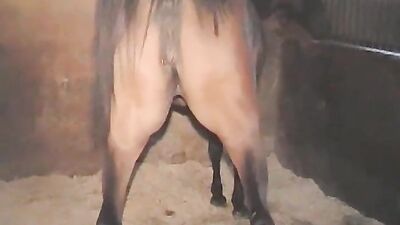 Bestiality xxx: anal bestiality videos