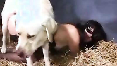 Art of zoo: sex anthropology animal video