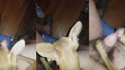 Girl playing dog: dog sex free porn