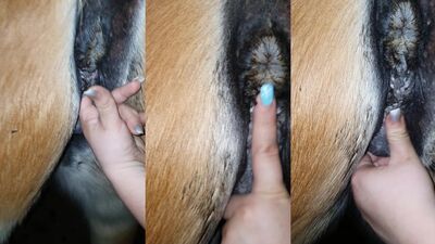 2 dogs 1 girl: zoo sex porno jostkiy