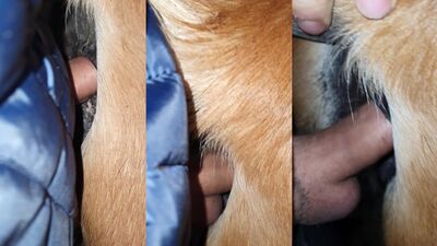 1 girl 5 dog: ivana sex dog