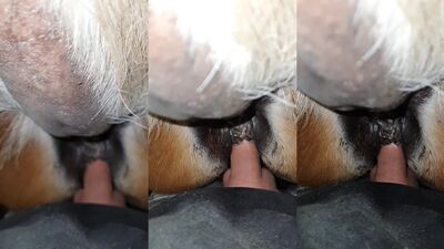 Animal sex: glamur girl webka dog video