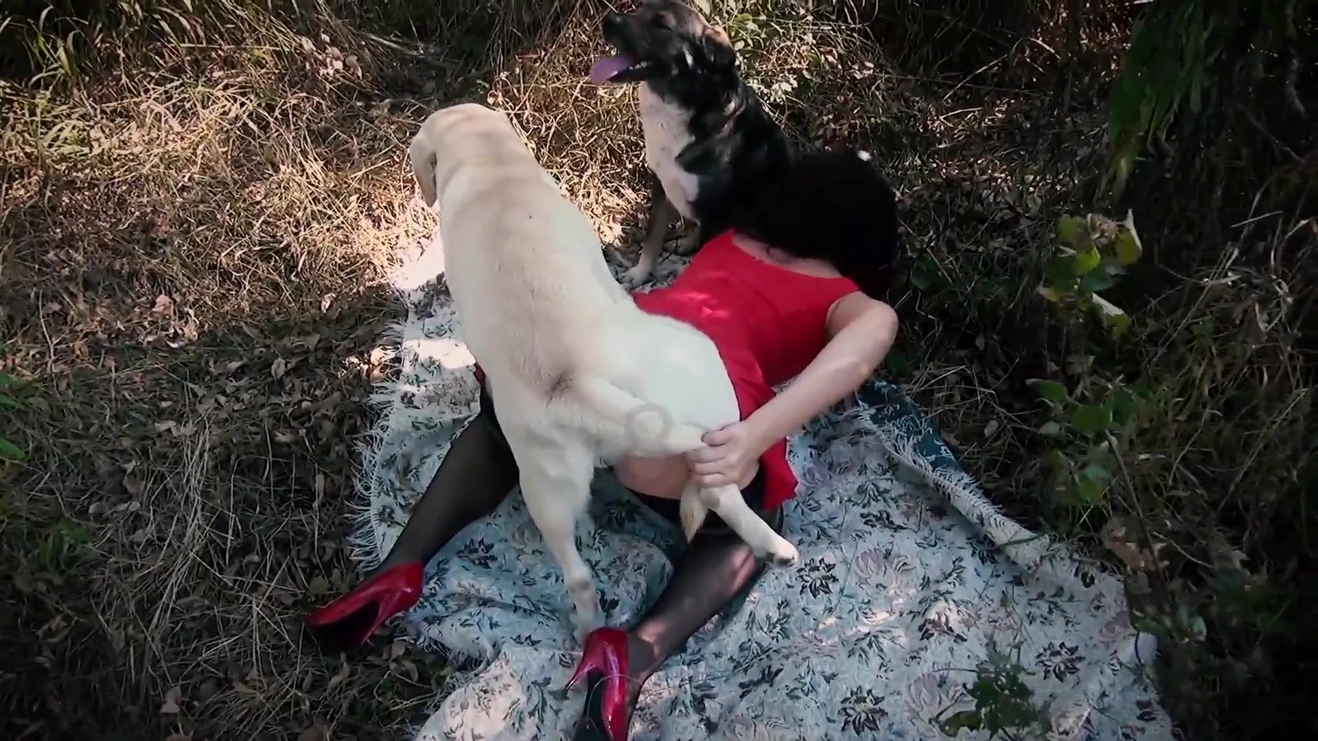 Bestiality video: bestialzone porn zoo