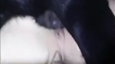 Zoo porn 2026: bestiality slave sex story