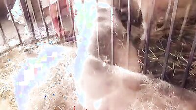 Teen zoo porn: dog ass girl