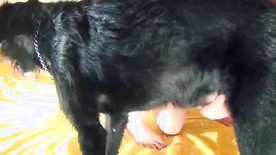 Girls s dogs: zoo pregnant sex porno