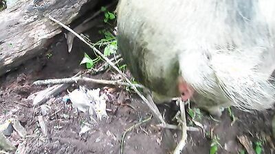 Art of zoo porn: bestiality porn comics reno