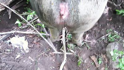 Art of zoo porn: bestiality porn comics reno