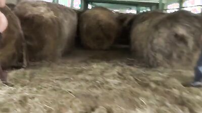 Girl dog video: sex with dogs first time porno video