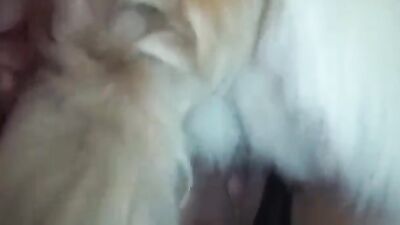 Bestiality zoo: zoo fisting video