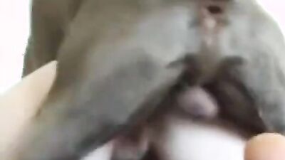 Dog licking girl: zoophilia free