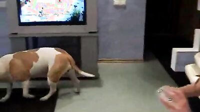 Bestiality xxx: dog porn knotting animation
