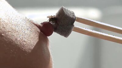 Zoophilia porn: japanese bestiality
