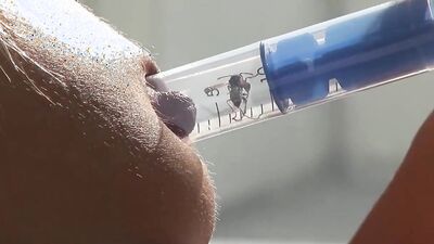 Zoophilia porn: japanese bestiality