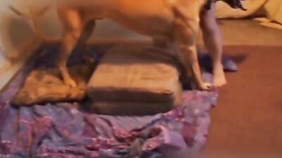 Dog fuck porn: youngest bestiality