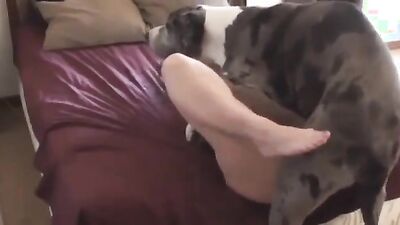 Zoo sex porno: young zoophilia