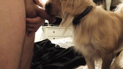 Dog sex porn: suck dog cock porn