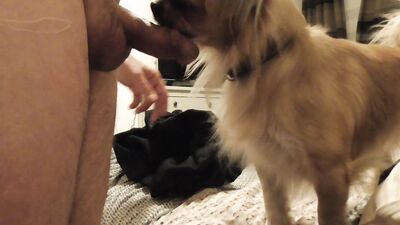 Dog sex porn: suck dog cock porn