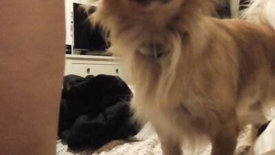 Dog sex porn: suck dog cock porn