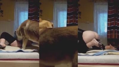Dog sex porn: man on dog screams aggressive fuck porn