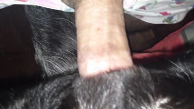 Dog lick girl: 3d bestiality sex