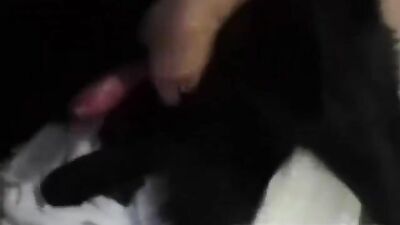 1 girl 5 dog: 3d animal porn