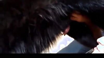 3d dog porn: ankha animal porn