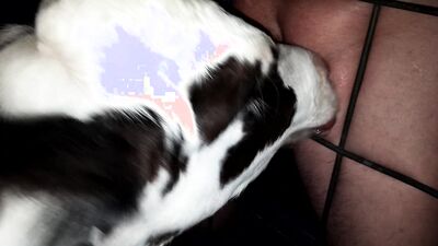 Girl having dog: zoophilia compilation