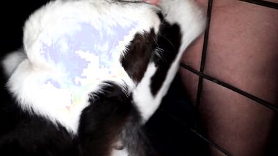 Girl having dog: zoophilia compilation