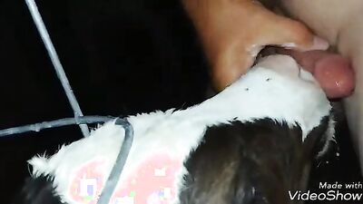 2 dog girl: animal bitch vomen porno