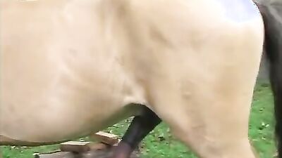 Girls s dogs: milf animal porno