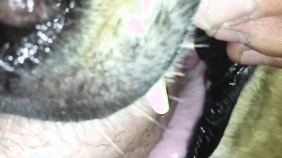 Teen dog sex: zoo sex alison