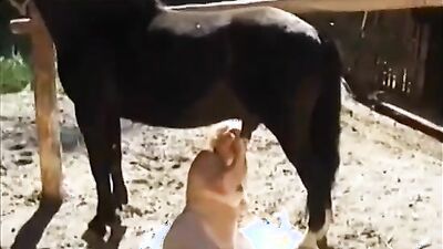Bestiality porn: telegram dog girl