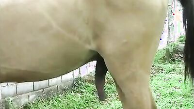 Bestiality zoo: amateur dog porn best