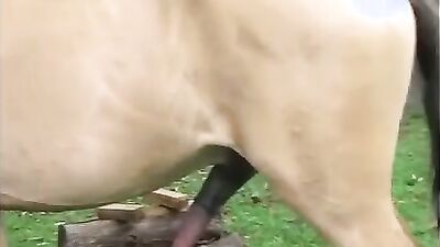 Bestiality zoo: amateur dog porn best