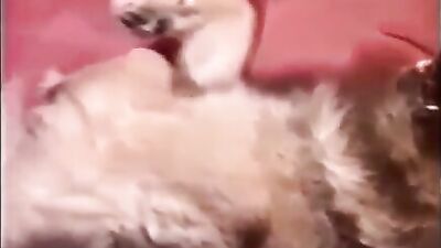 Zoo sex: extreme zoo porn