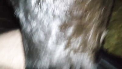 Dog get girl: porn animal rule