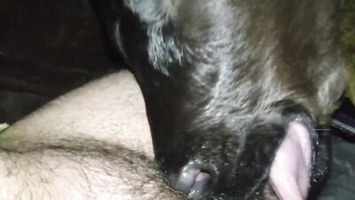 Dog get girl: porn animal rule