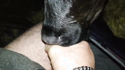 Dog get girl: porn animal rule