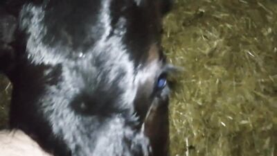 Dog get girl: porn animal rule