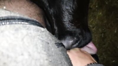Dog get girl: porn animal rule