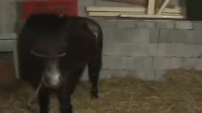 Girl having dog: gorilla fuck woman zoo porn