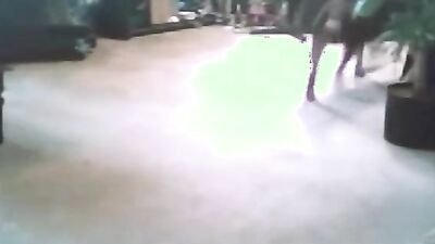 Animal dog sex: full video zoo